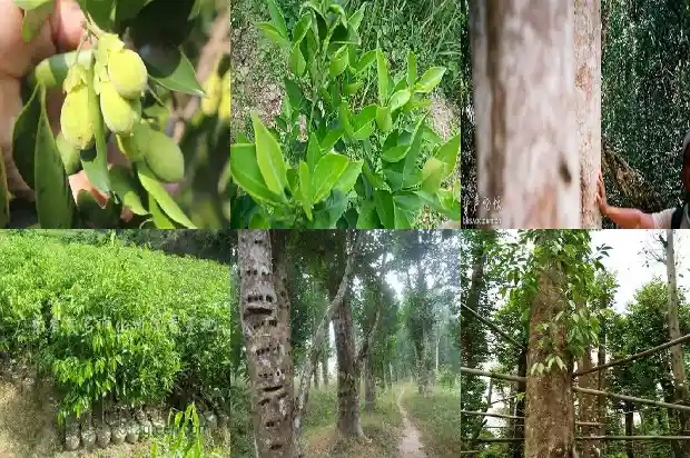 沉香树多少年能成材1682209453489 沉香树多少年能成材1682209453489