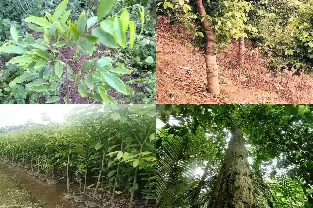 沉香树多少一颗1682209567989 沉香树多少一颗1682209567989