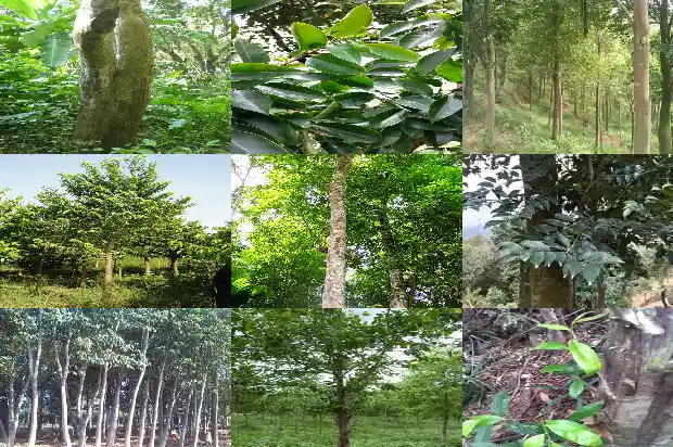 奇楠沉香树适合我国哪些地区栽种1695341400778 奇楠沉香树适合我国哪些地区栽种1695341400778