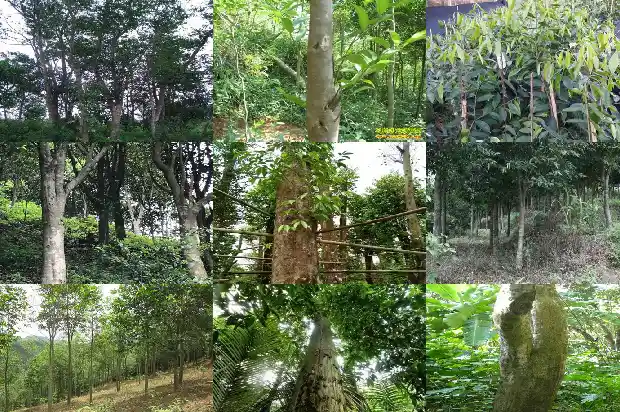 白木沉香树能结香吗1682209760143 白木沉香树能结香吗1682209760143