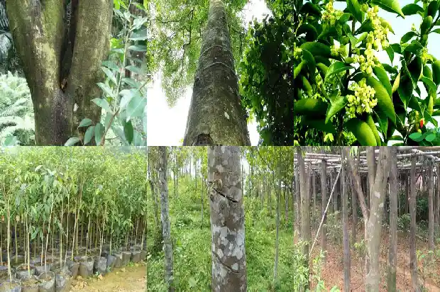 白木沉香树能结香吗1682209760191 白木沉香树能结香吗1682209760191