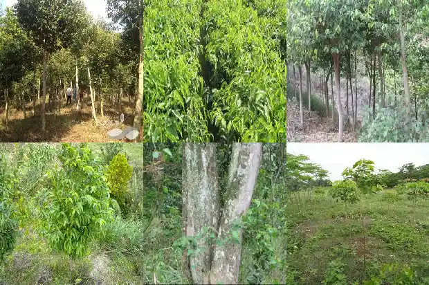 白木沉香树能结香吗1682209760239 白木沉香树能结香吗1682209760239