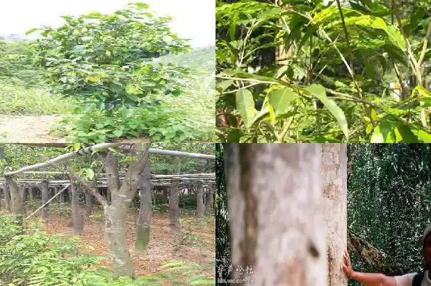 中国最大的沉香树在哪里1682210010857 中国最大的沉香树在哪里1682210010857