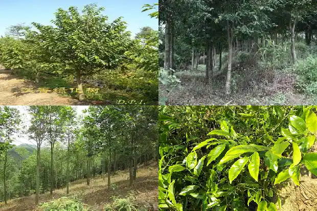 中国最大的沉香树在哪里1682210010905 中国最大的沉香树在哪里1682210010905