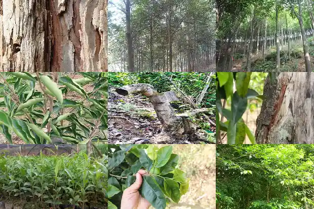 二十年沉香树1682294924765 二十年沉香树1682294924765