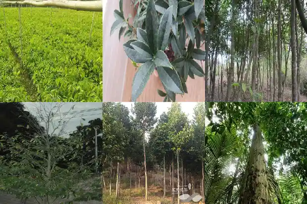 二十年沉香树1682294924774 二十年沉香树1682294924774