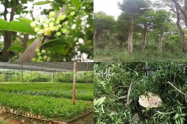 沉香树常见病与管理1682295169684 沉香树常见病与管理1682295169684