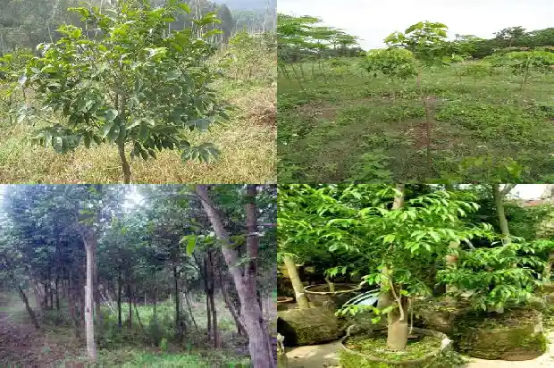 沉香木树苗适合哪些地方种植1698970196259 沉香木树苗适合哪些地方种植1698970196259