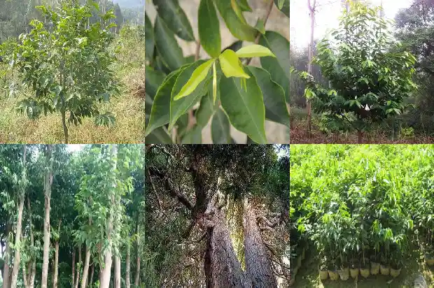 沉香树如何种植1682295505706 沉香树如何种植1682295505706