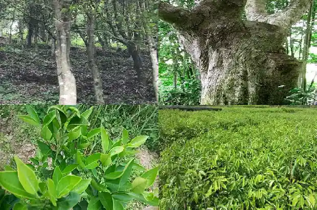 奇楠沉香茶价格1690676291102 奇楠沉香茶价格1690676291102