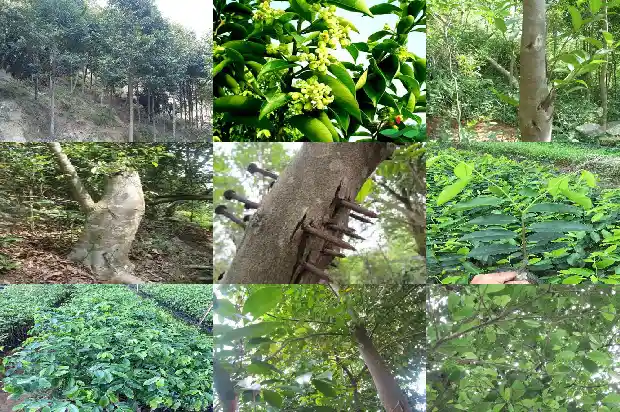 大树沉香树1682295616474 大树沉香树1682295616474