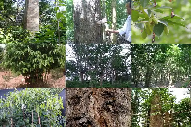 大树沉香树1682295616521 大树沉香树1682295616521