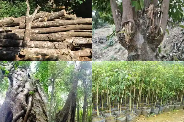 沉香树怎样管理1682295726347 沉香树怎样管理1682295726347
