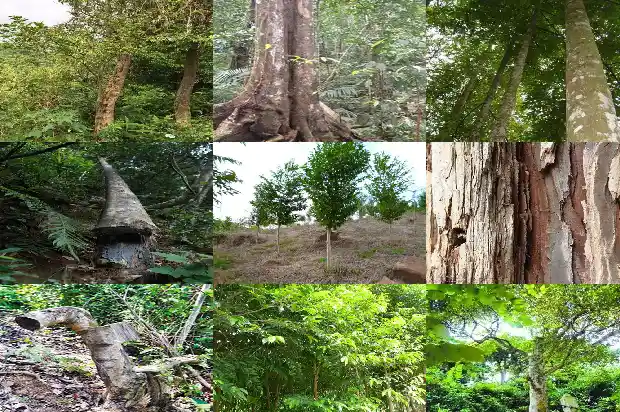 沉香树怎样管理1682295726393 沉香树怎样管理1682295726393