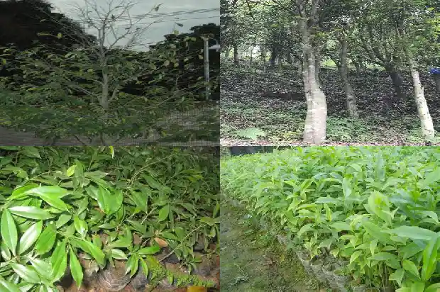 沉香树怎样管理1682295726441 沉香树怎样管理1682295726441