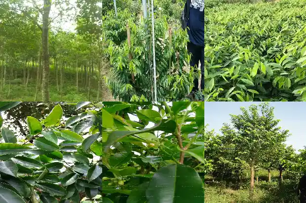 出售沉香树1682295951873 出售沉香树1682295951873