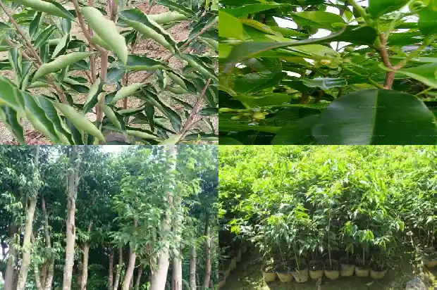 特级沉香1689466188743 特级沉香1689466188743