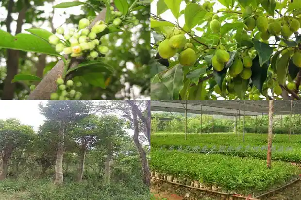 陕西有沉香树吗1682381324851 陕西有沉香树吗1682381324851