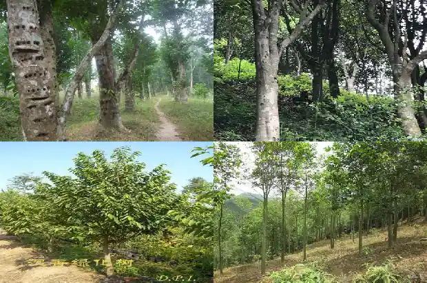 贵州能种植沉香树吗1682381998943 贵州能种植沉香树吗1682381998943