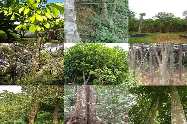 贵州能种植沉香树吗1682381998990 贵州能种植沉香树吗1682381998990