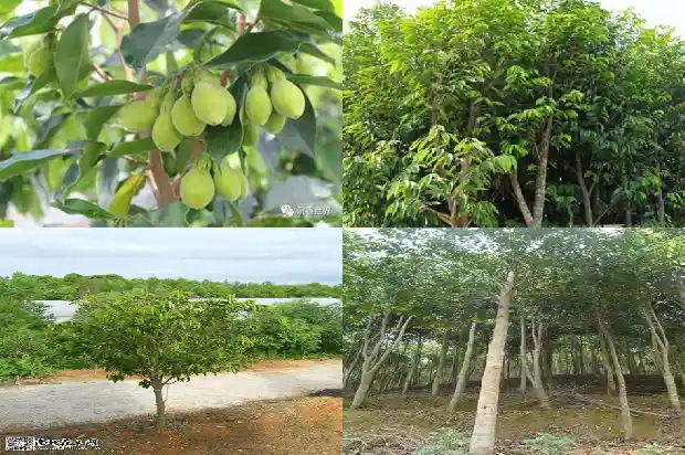 沉香结香价格1692749400838 沉香结香价格1692749400838