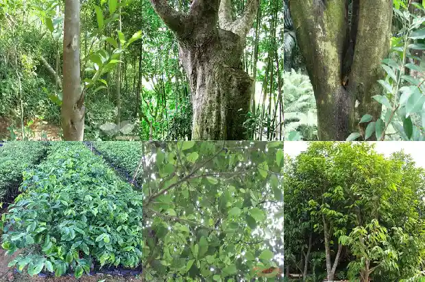 比沉香还好的香木1682382503975