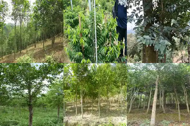 沉香木有收藏价值吗1682382625126 沉香木有收藏价值吗1682382625126