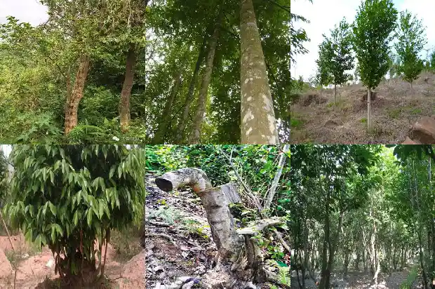 北沉香琥珀木的市场价1693699773334 北沉香琥珀木的市场价1693699773334