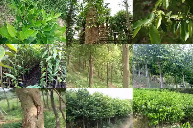 沉香木是什么树?1682467724251 沉香木是什么树?1682467724251