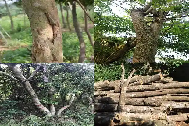 沉香手串价钱是怎样的1690416974873 沉香手串价钱是怎样的1690416974873