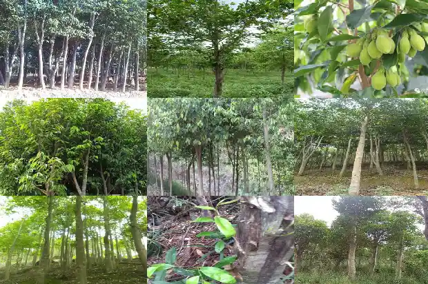 沉香木是啥树1682468033657 沉香木是啥树1682468033657