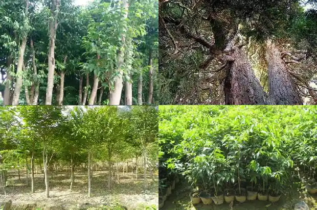 绿奇楠沉香木市场价多少一斤1682468185261 绿奇楠沉香木市场价多少一斤1682468185261