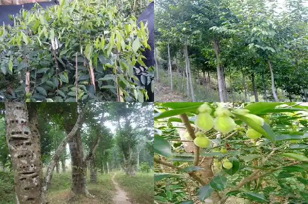 绿奇楠沉香木市场价多少一斤1682468185309 绿奇楠沉香木市场价多少一斤1682468185309