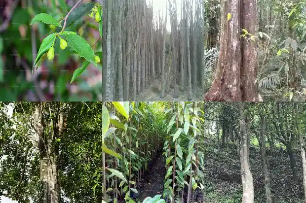 沉香珠的价格是多少1690848793375 沉香珠的价格是多少1690848793375