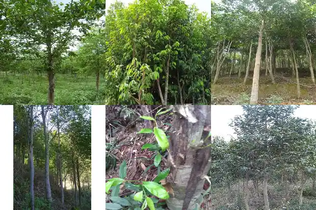 青州沉香怎么样1682468457172 青州沉香怎么样1682468457172