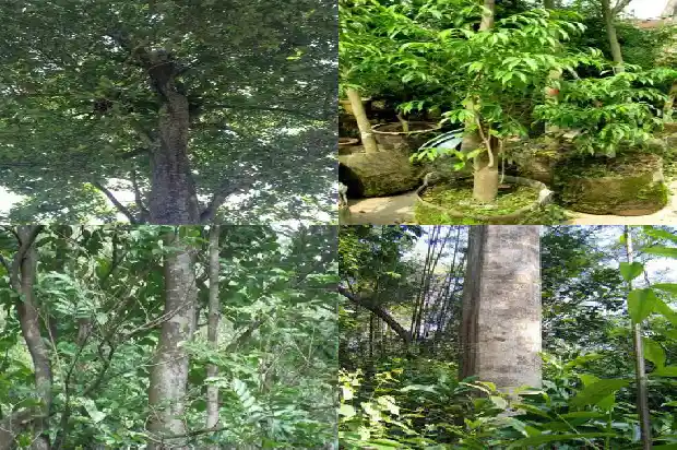 沉香产地的鉴别1682468856664 沉香产地的鉴别1682468856664