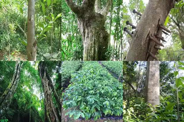 沉香产地的鉴别1682468856759 沉香产地的鉴别1682468856759