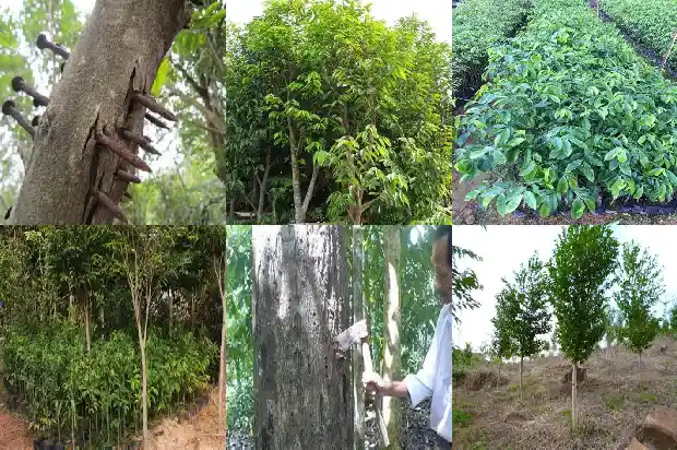 沉香珠的价格1692662922996 沉香珠的价格1692662922996