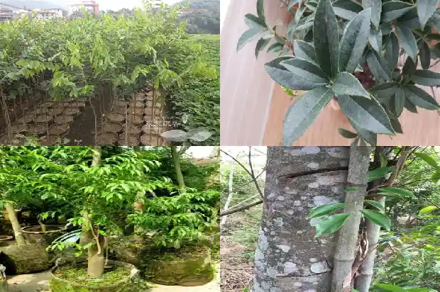 星洲系沉香产地1682469118788 星洲系沉香产地1682469118788