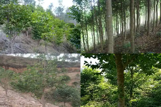 星洲系沉香产地1682469118836 星洲系沉香产地1682469118836