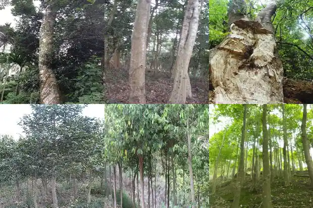 沉水沉香产地区分1682554145897 沉水沉香产地区分1682554145897
