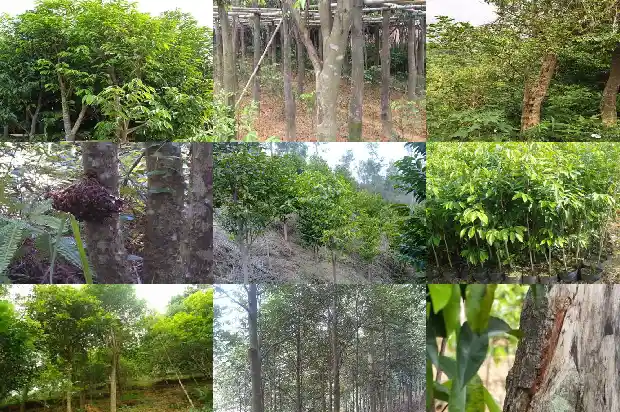 最好的沉香产地1682554589936 最好的沉香产地1682554589936