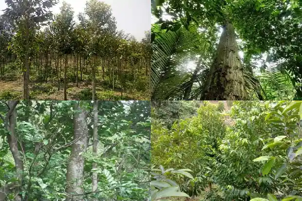 最好的沉香产地1682554589983 最好的沉香产地1682554589983