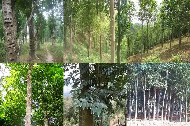 加里曼丹沉香产地1682554743360 加里曼丹沉香产地1682554743360