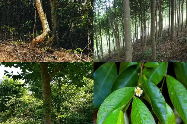 沉香吗1695254977994 沉香吗1695254977994