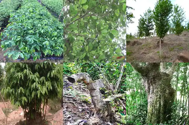 中国可以种沉香的地方1682554895691 中国可以种沉香的地方1682554895691