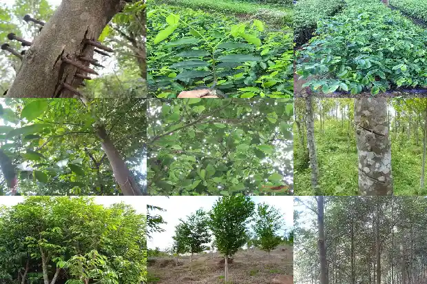 沉香产地与特征1682555055896 沉香产地与特征1682555055896
