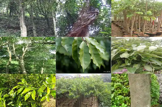 沉香产地与特征1682555055942 沉香产地与特征1682555055942