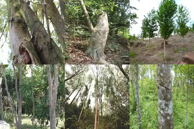 沉香产地与特征1682555055990 沉香产地与特征1682555055990