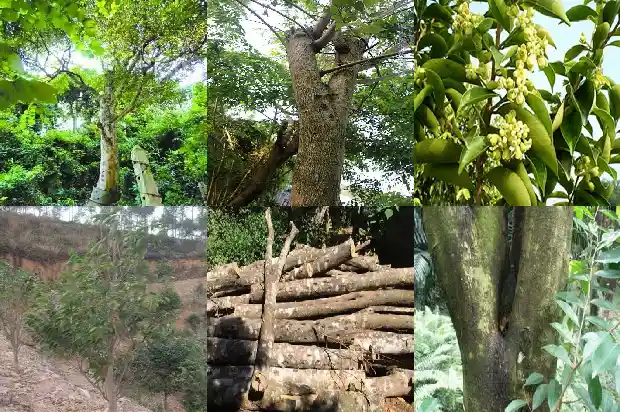 绿棋沉香产地1682555351029 绿棋沉香产地1682555351029